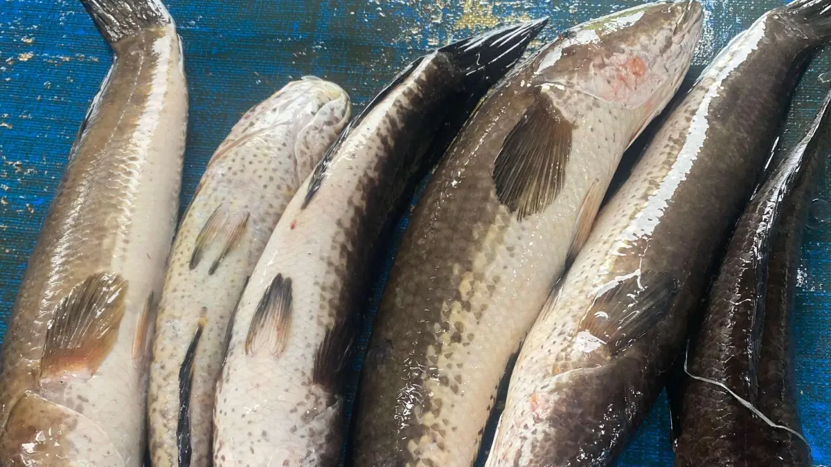 Ikan gabus