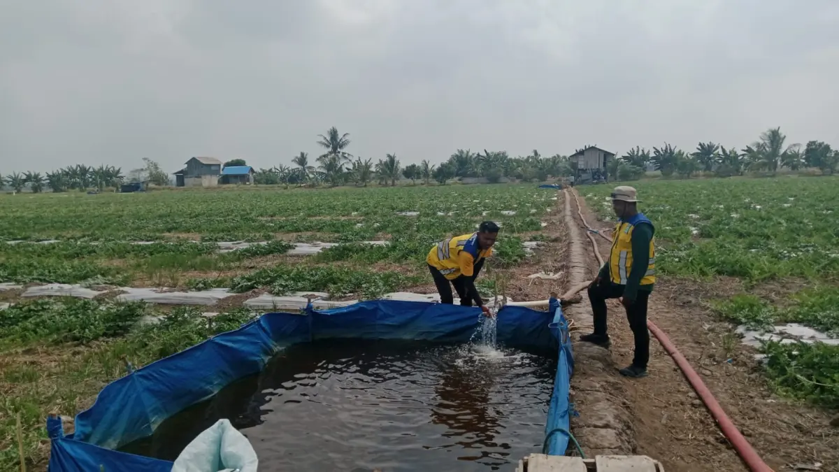 Petani menyiapkan wadah penampungan air yang didistribusikan Distan PPU dan BWS IV Samarinda untuk membantu irigasi tanaman semangka.