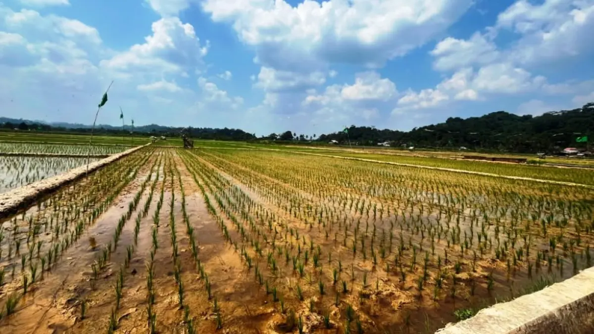 Lahan pertanian di Samarinda yang terancam kekeringan.