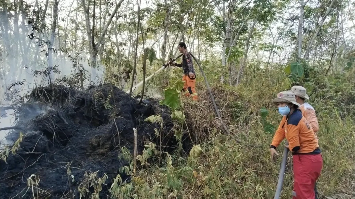 KERJA KERAS: Petugas BPBD bersama warga berjibaku padamkan api yang sempat membesar menghanguskan lebih setengah hektar lahan karet. K.SUNARDI/KP