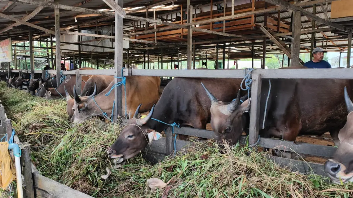 UJIAN: Sapi ternak di Samarinda menghadapi keterbatasan hijauan pakan ternak akibat kemarau dan karhutla. HAFIZ/KP