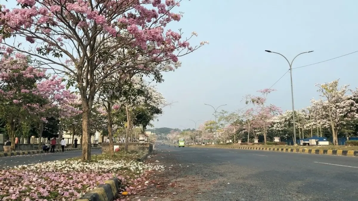 CANTIK: Bunga tabebuya bermekaran di sepanjang jalan jalur dua trans Kaltim-Kalsel memperindah kawasan Penajam, PPU, bak Negeri Sakura.(ari arief/kp)