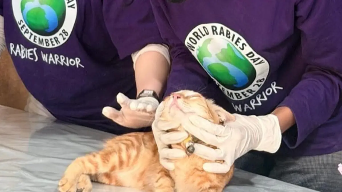 Petugas medis dari Dinas Peternakan dan Kesehatan Hewan (DPKH) Kaltim melakukan suntikan vaksin rabies kepada hewan peliharaan warga. (IST)