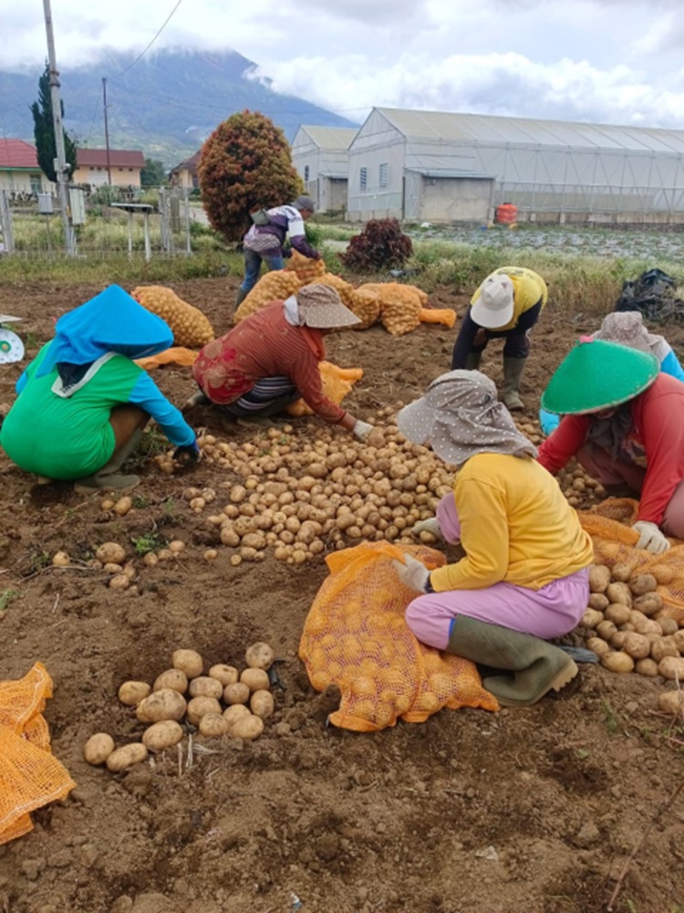 Petani kentang di Kabupaten Kerinci. (Sumber: Kementan)