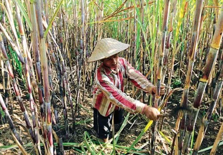 Iustrasi petani tebu. (Jawapos)