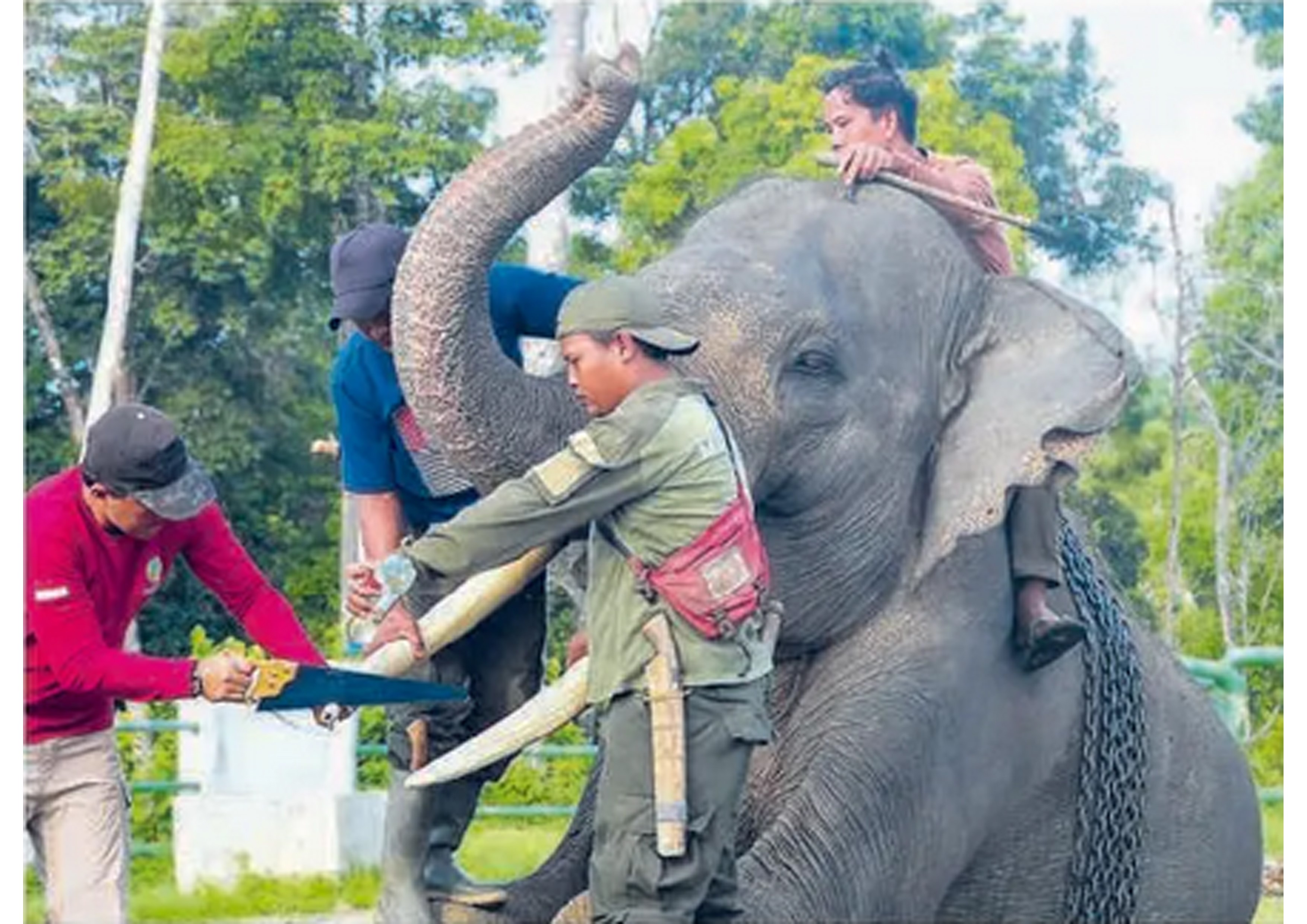 MERAWAT SATWA: Dokter hewan dan pawang memotong bagian ujung gading gajah Sumatra jinak di Pusat Informasi Konservasi Gajah BKSDA Jambi, Tebo (23/1).