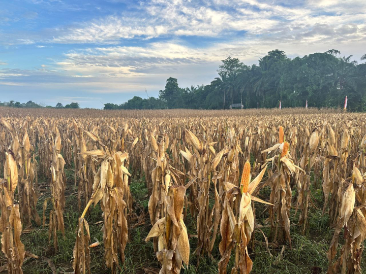 Kementerian Pertanian mempercepat pengembangan jagung pangan untuk mendukung kebutuhan industri pangan nasional. (Dok: Kementan RI)