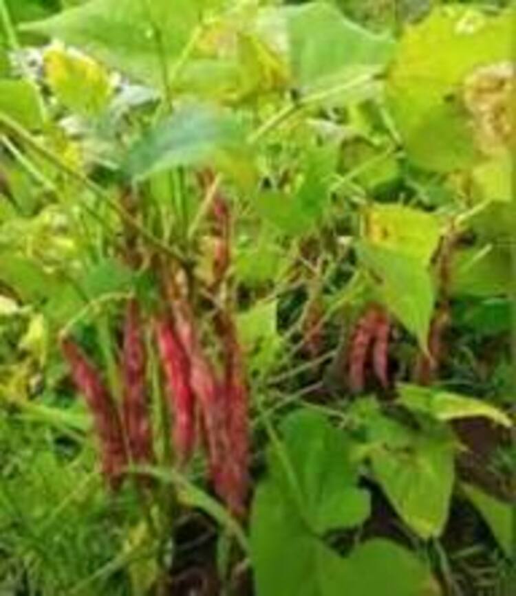 Kacang Merah 