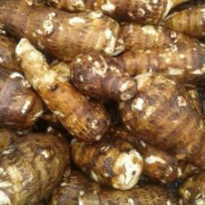 Teknik Tepat Menanam Ubi Talas agar Umbi Besar dan Sehat