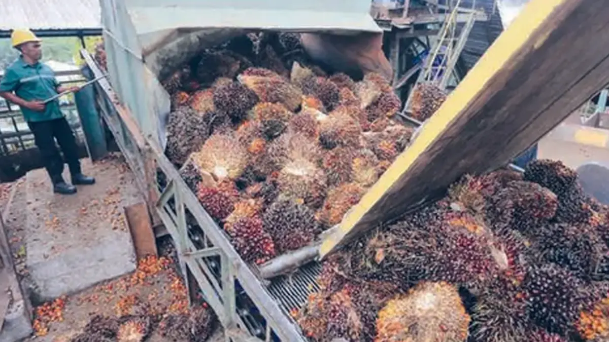 KEMITRAAN: Pengolahan minyak sawit mentah di Aceh Barat. Saat ini sekitar 42 persen kebun sawit nasional dikelola petani. Namun, produktivitasnya masih tertinggal jauh dibanding perusahaan besar.