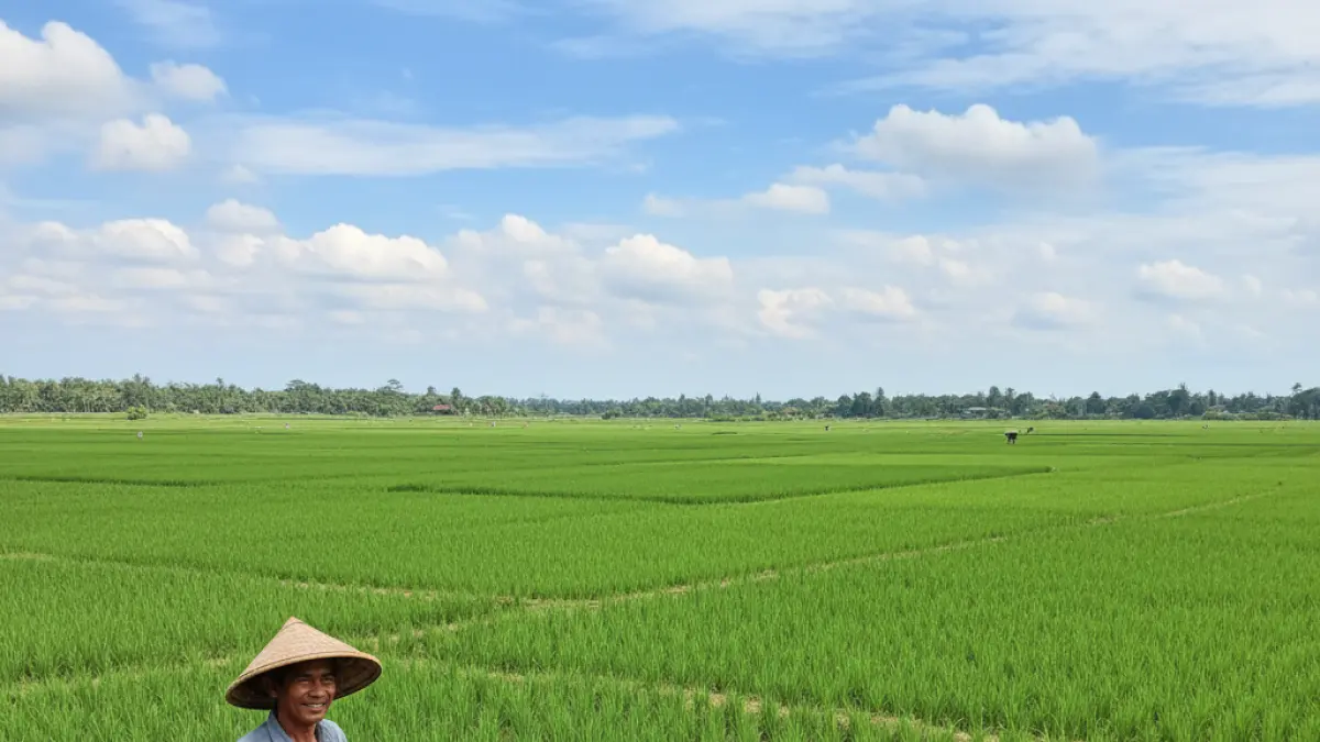 Petani mengamati sawah padi di Indonesia. Kementerian Pertanian memproyeksikan peningkatan produksi padi nasional di paruh pertama 2026, namun tetap mewaspadai faktor cuaca dan air.