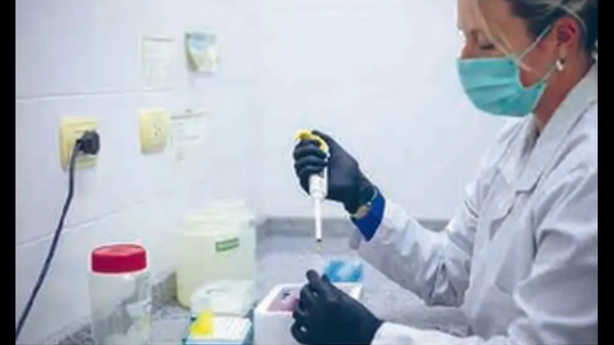 ANALISIS: Teknisi laboratorium Luciana Plum meneliti hantavirus di Cordoba, Argentina (13/5). (Foto: AFP)