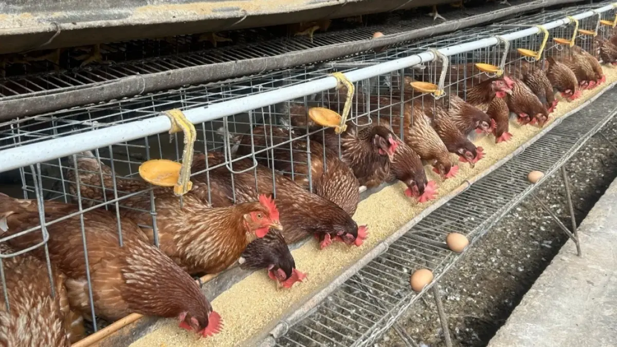 Kementan Kawal Stabilisasi Harga Telur, Serapan Mulai Menguat di Sentra Produksi