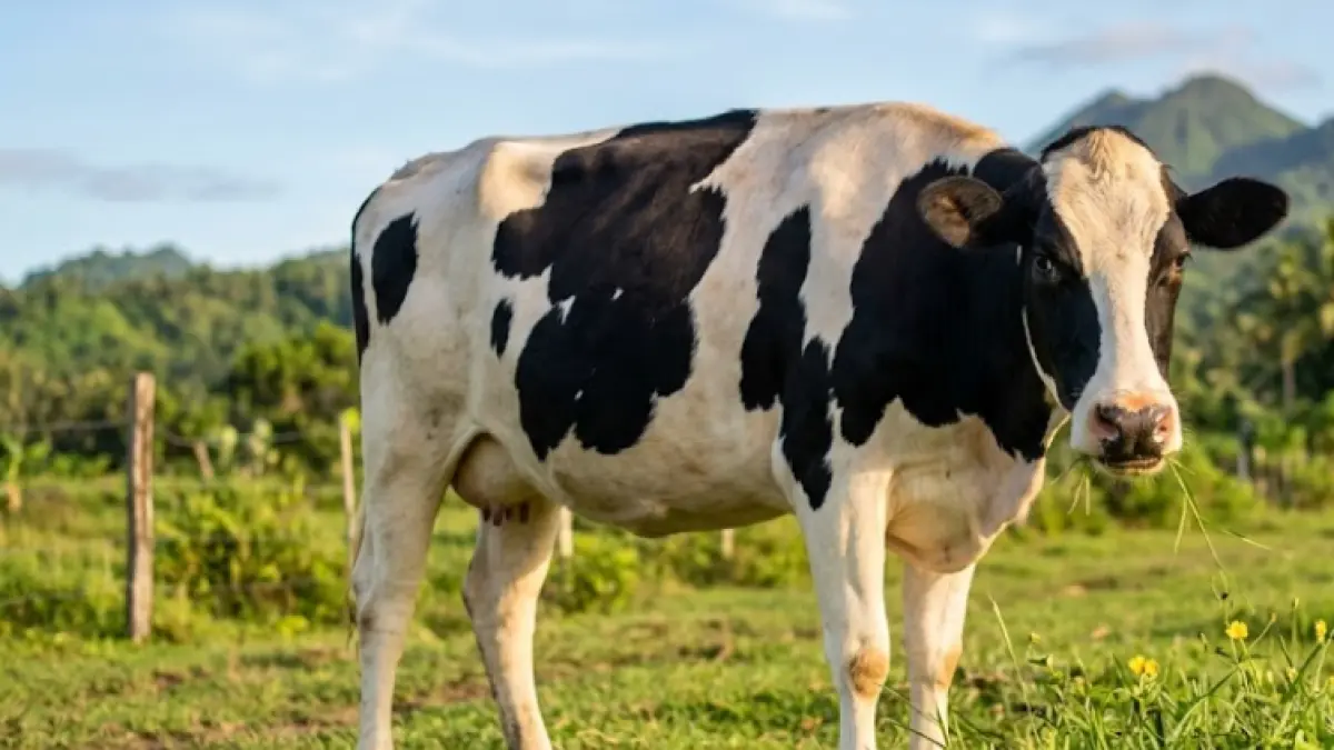 Ilustrasi sapi di padang rumput.