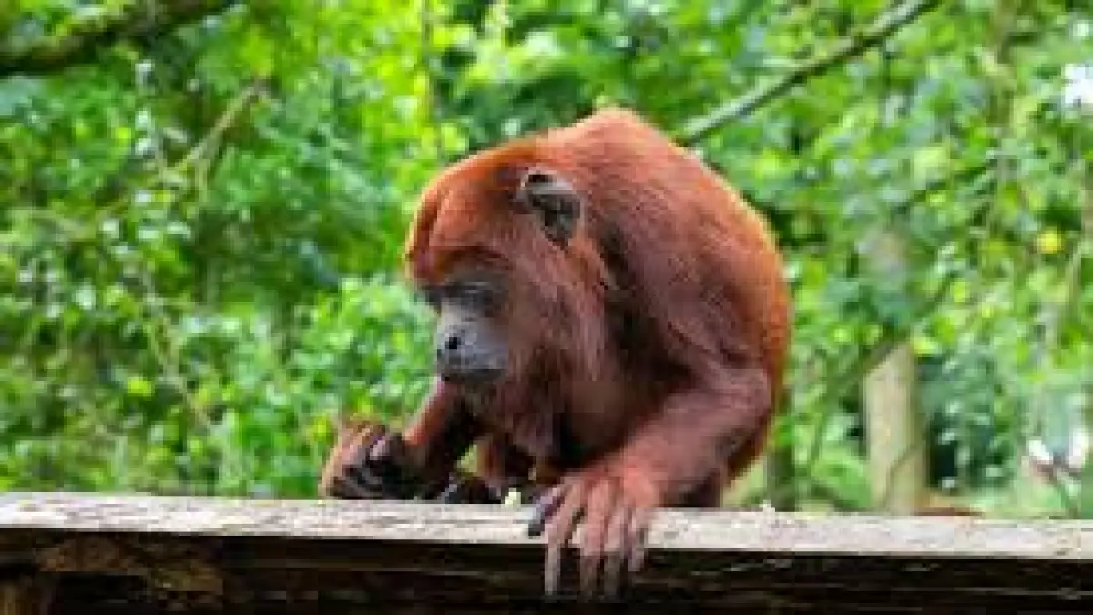 Ilustrasi orangutan (doc: Freepik)