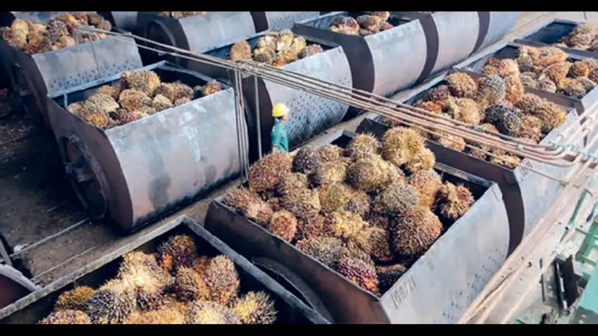 SUPLAI TERTAHAN: Gapki memperkirakan kenaikan produksi CPO pada tahun ini minim karena sejumlah faktor. Mulai dari dampak El Nino, penurunan produktivitas tanaman, hingga program peremajaan yang masih berlangsung. (Foto: STIPA YULINNAS/ANTARA FOTO)