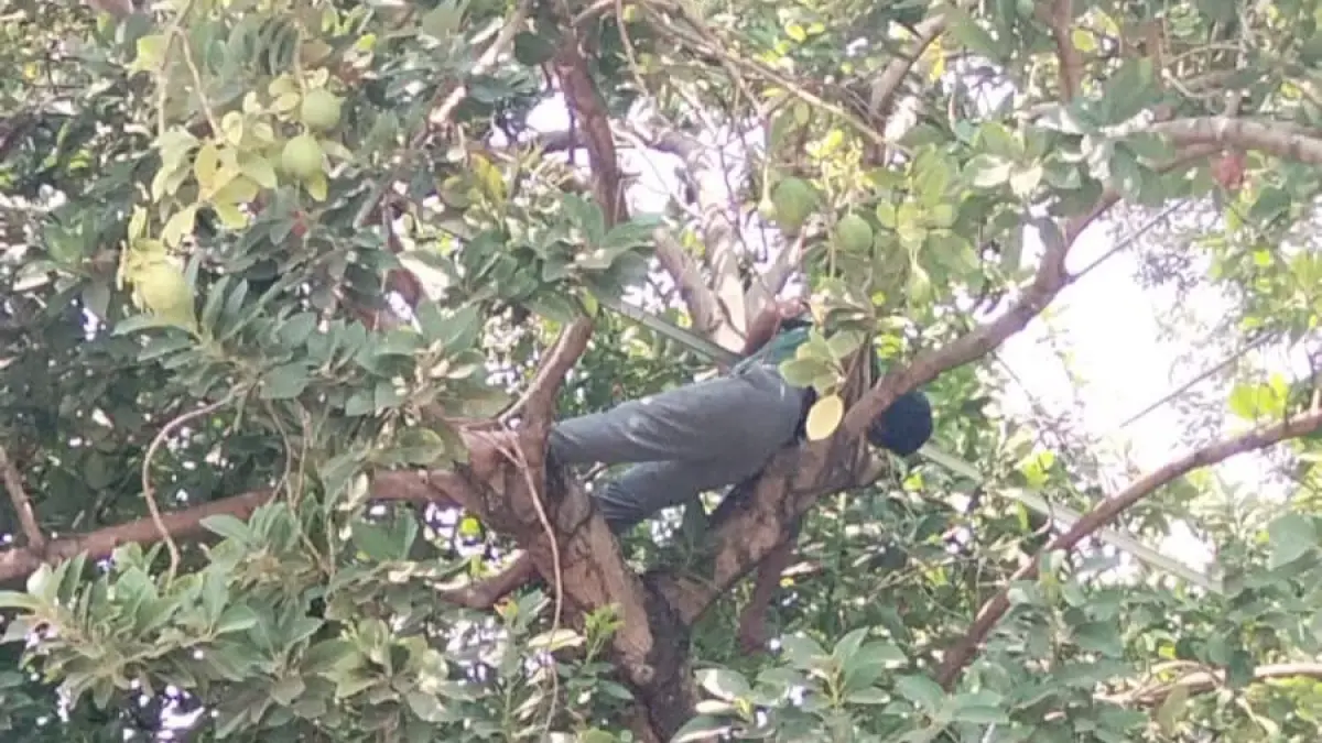 Korban sengatan listrik tewas tergantung di atas pohon alpukat. (Foto: Herry Lengkong)