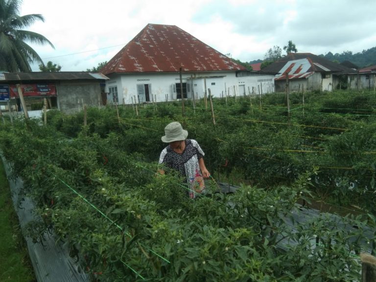 BERUNTUNG: Petani cabai di Lubukbasung saat memeriksa kebunnya, beberapa waktu lalu.(HUMAS PEMKAB AGAM FOR PADEK)