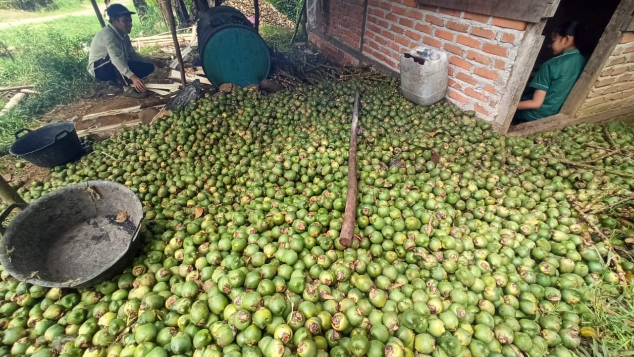 MENGGIURKAN: Petani buah kolang-kaliang di Jorong Talaweh Nagari Labuah Gunuang Kecamatan Lareh Sago Halaban saat proses pemisahan, kemarin.(SY RIDWAN/PADEK)
