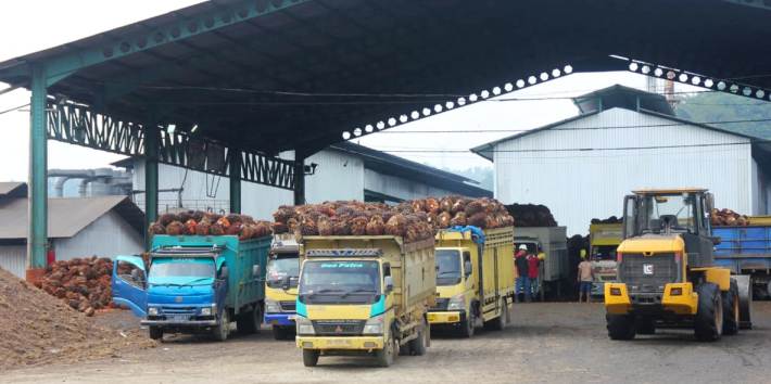 Sejumlah truk bermuatan kelapa sawit sedang melakukan bongkar di pabrik pengolahan sawit PT Kemilau Permata Sawit Muaro Takung, Kecamatan Kamangbaru. ANTON/PADEK