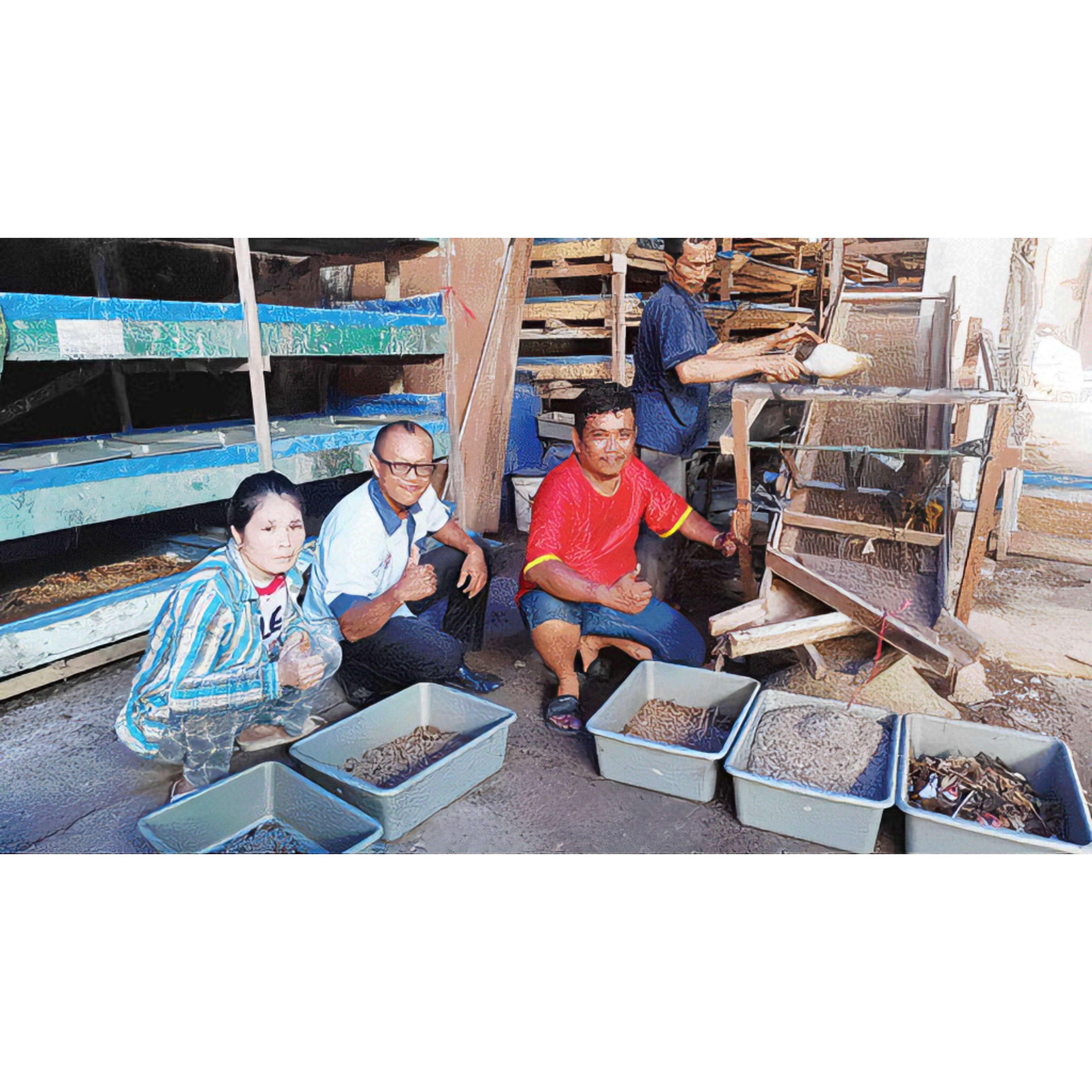 MENJANJIKAN: Andi (baju merah) bersama rekan-rekannya saat panen maggot segar di tempat budidaya yang mereka kelola di Pulauaia, Kelurahan Pasagadang.(SUYUDI/PADEK)