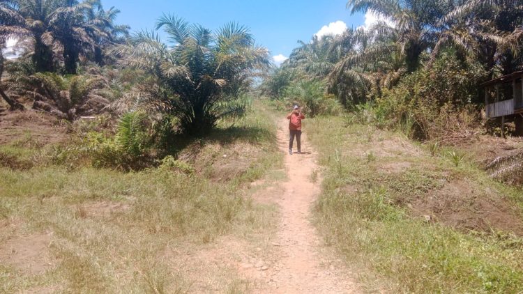 LOKASI JALAN: Potret kawasan yang akan dibangun jalan melalui bantuan IJD di Kecamatan Silaut, Pessel, beberapa waktu lalu.(DOKUMEN EKA UNTUK PADEK)