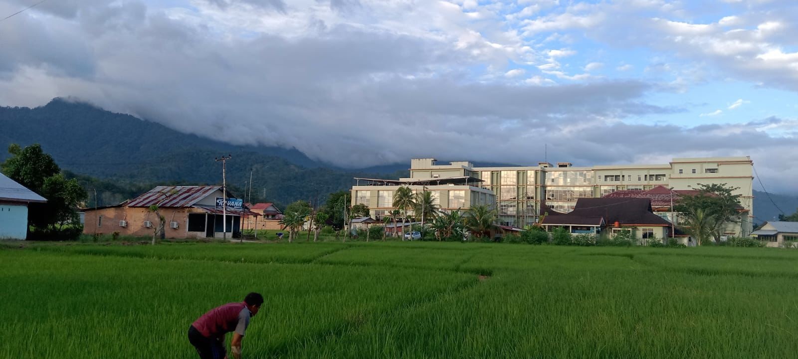 Salah seorang petani sedang memeriksa padi di sawah yang berada di Kecamatan Kuranji, Kamis (11/7). (SHYNTIA/PADEK)