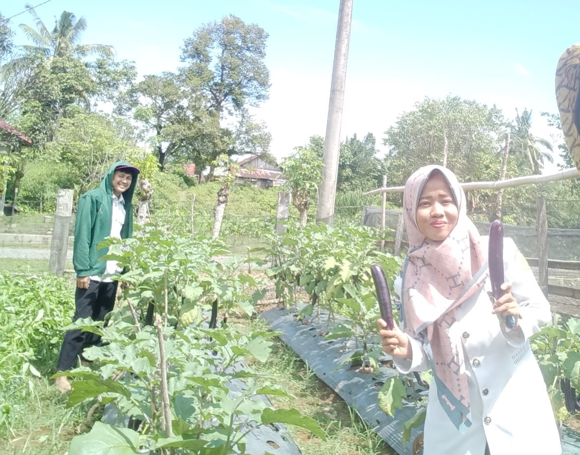 PANGAN: Petugas BPP Ranah Ampek Hulu Tapan, saat melakukan panen terong ungu di pekarangan kantor BPP setempat, baru-baru ini.(DOK DINAS PERTANIAN PESSEL FOR PADEK)