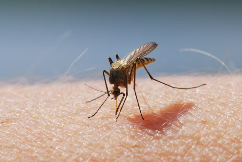 Oropouche ditularkan melalui vektor, terutama gigitan agas (Culicoides Paraensis) dan nyamuk Culex Quinquefasciatus.(Foto: Bild: crewcut/stock.adobe.com)