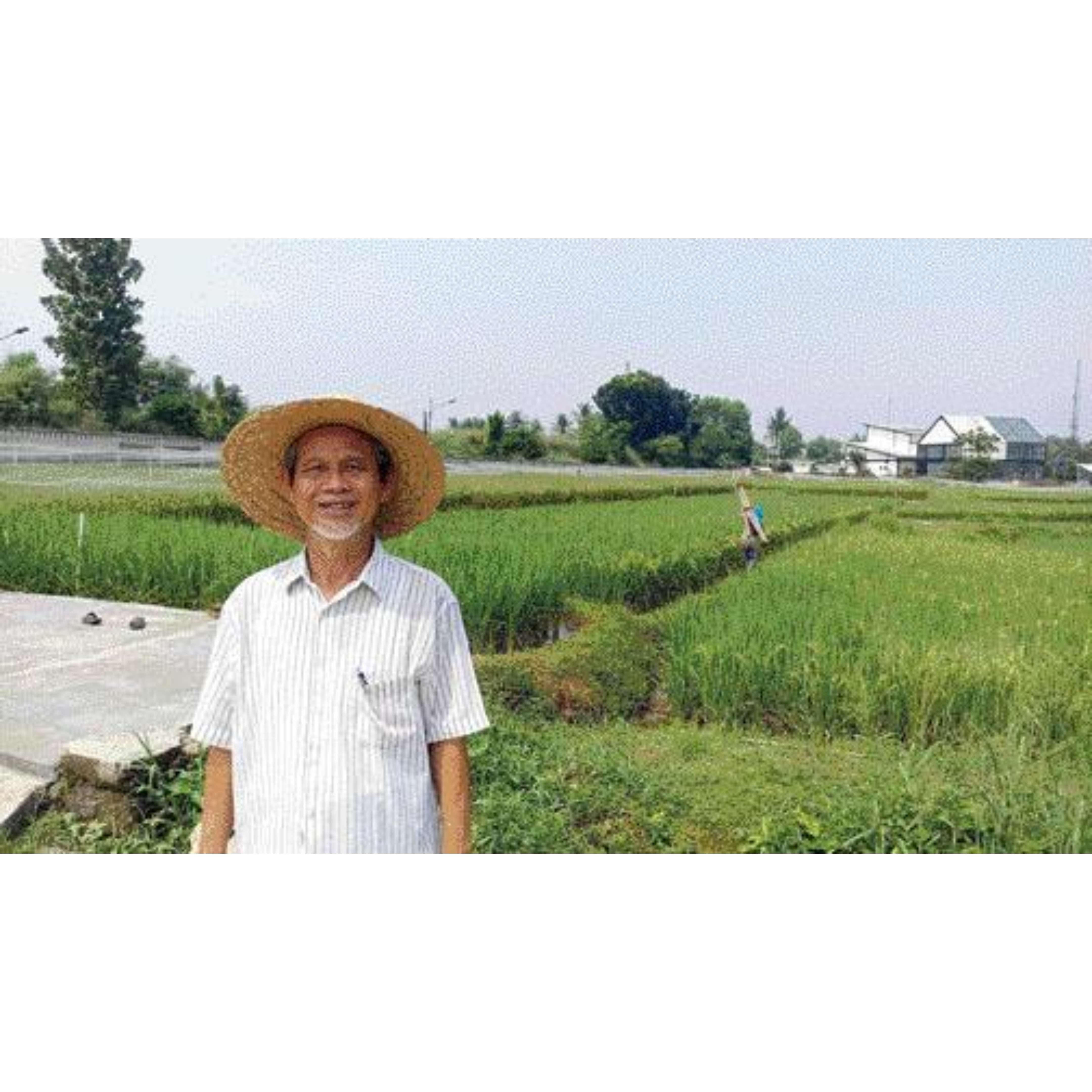 INOVATIF: Dosen IPB Hajrial Aswidinnoor di sawah Babakan yang menjadi lokasi penelitian mahasiswanya. (HILMI SETIAWAN/JPG)