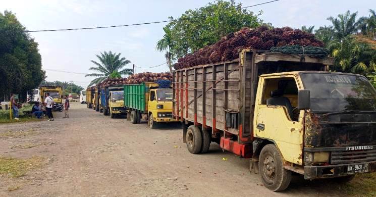 Deretan truk membawa hasil panen dari karyawan PT LIN tidak bisa keluar dari perusahaan untuk dijual ke pabrik PT AAI.