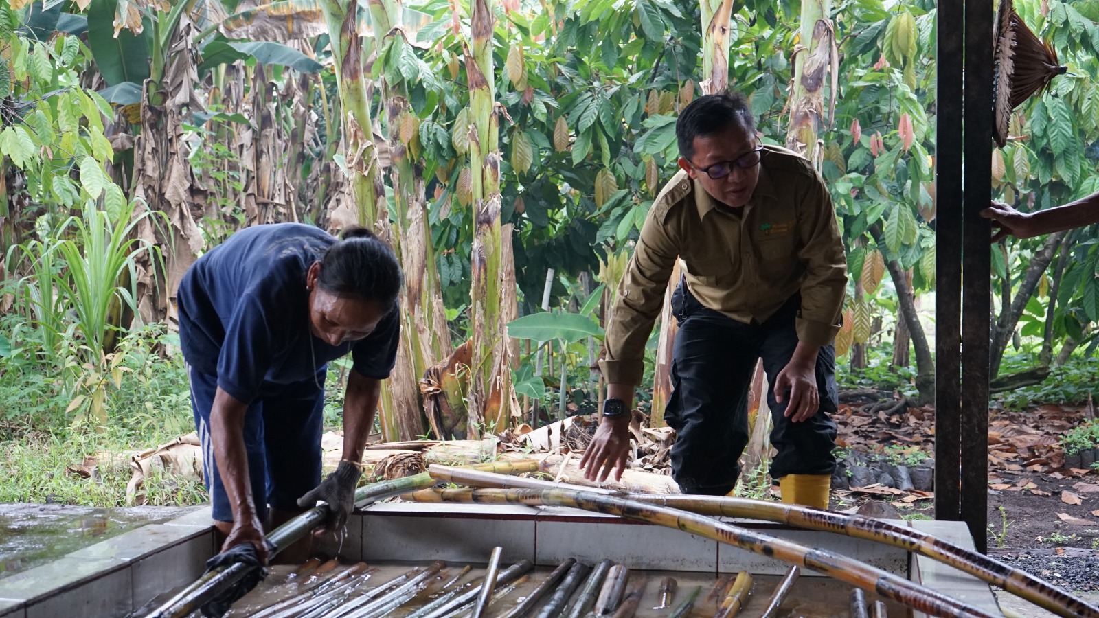 PERLU KEBERLANJUTAN: Kepala Dinas Kehutanan Sumbar Yozarwardi Usama Putra saat melihat rotan manau yang sedang dicuci oleh warga, di Desa Muntei, Sabtu (10/8). (SYURYA HADI DHARMA TANJUNG)