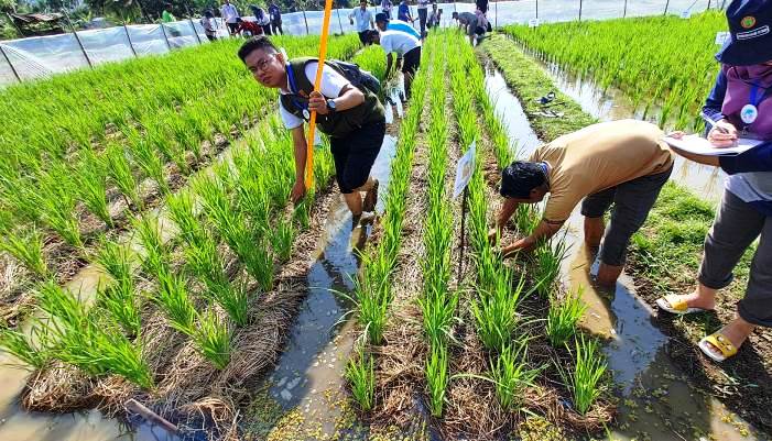 Dinas Pertanian Kota Padang juga melakukan demplot Bersawah Pokok Murah di Kecamatan Kuranji. (Foto Ilustrasi Sawah Bapokok Murah)