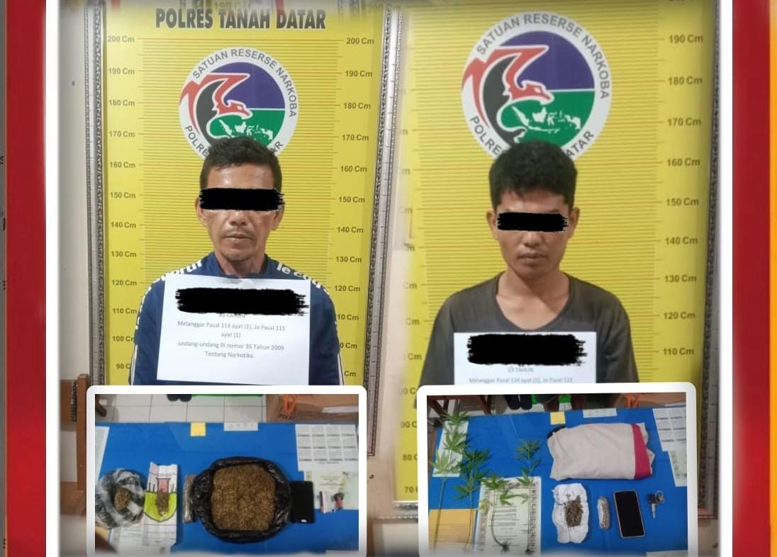 Dua pelaku penyalahgunanaa narkotika jenis daun ganja kering yang ditangkap jajaran kepolisian dari Polres Tanahdatar.