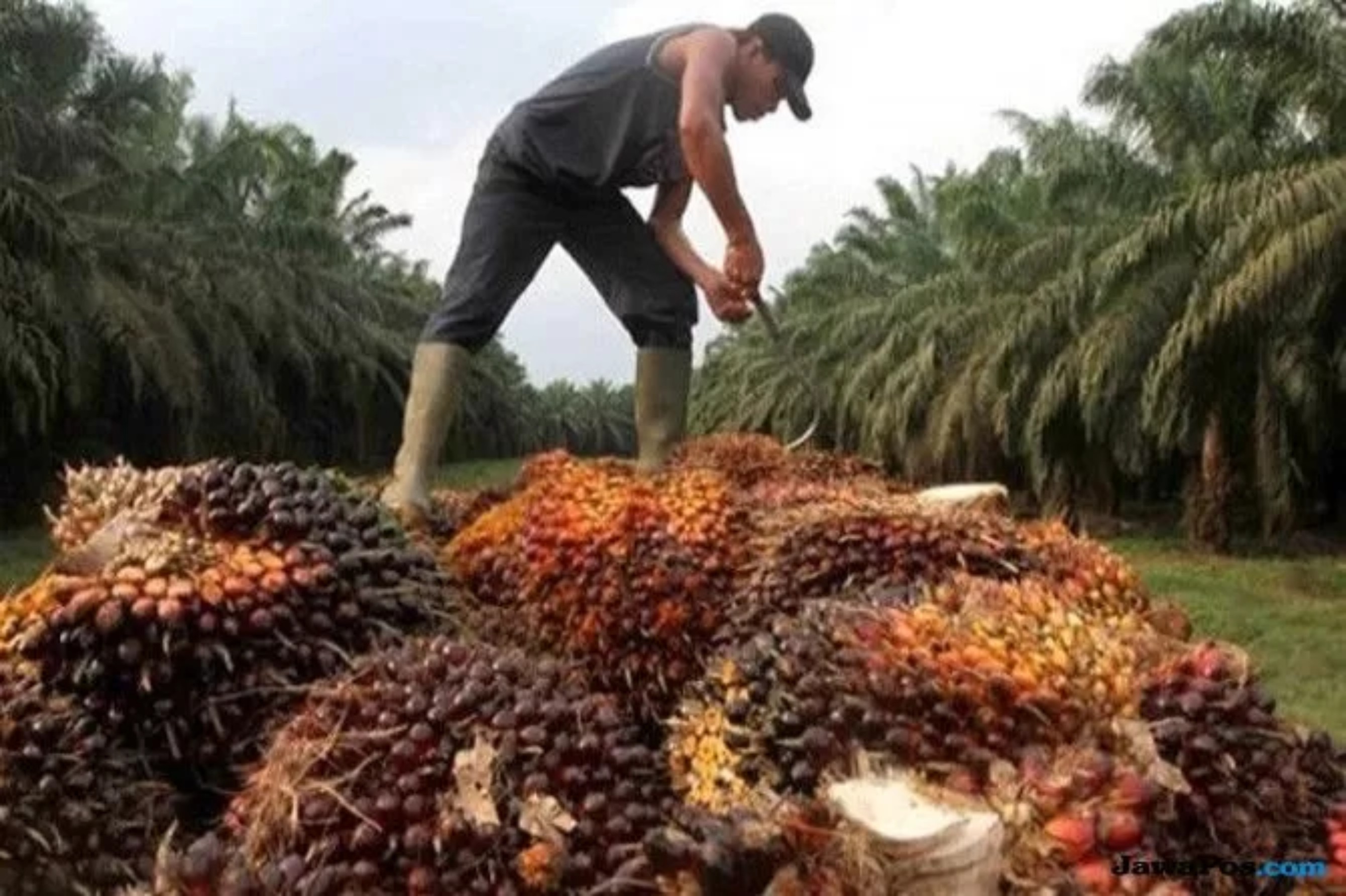 KABAR BAIK: Petani sedang memanen sawit. Saat ini harga sawit di Sijunjung mulai naik kekisaran Rp 3.000 per kilo  (Jawapos)