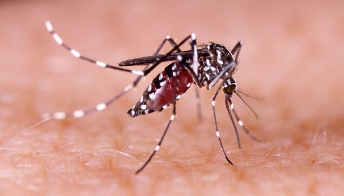 Nyamuk Aedes aegypti.