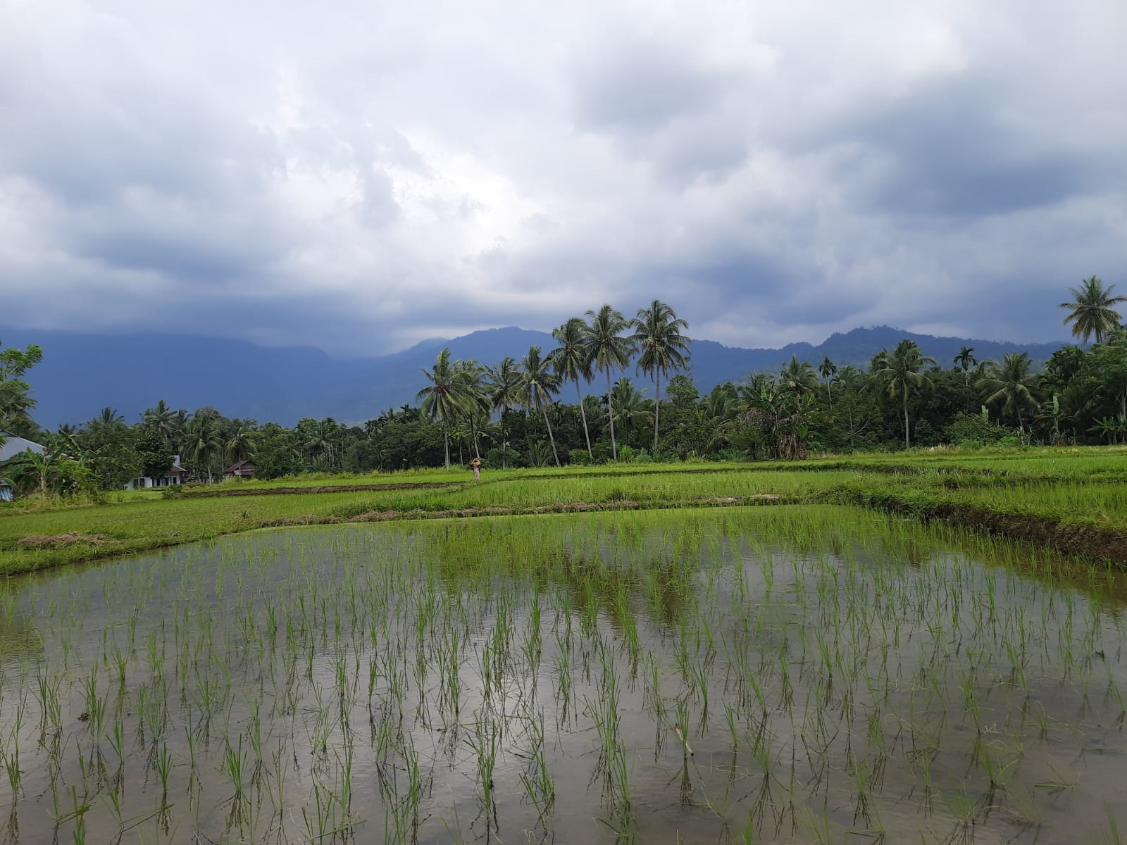 Kondisi salah satu area sawah di Rimbotarok, Kecamatan Kuranji, Rabu (30/10).