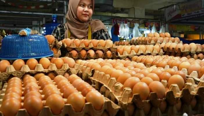 ilustrasi telur