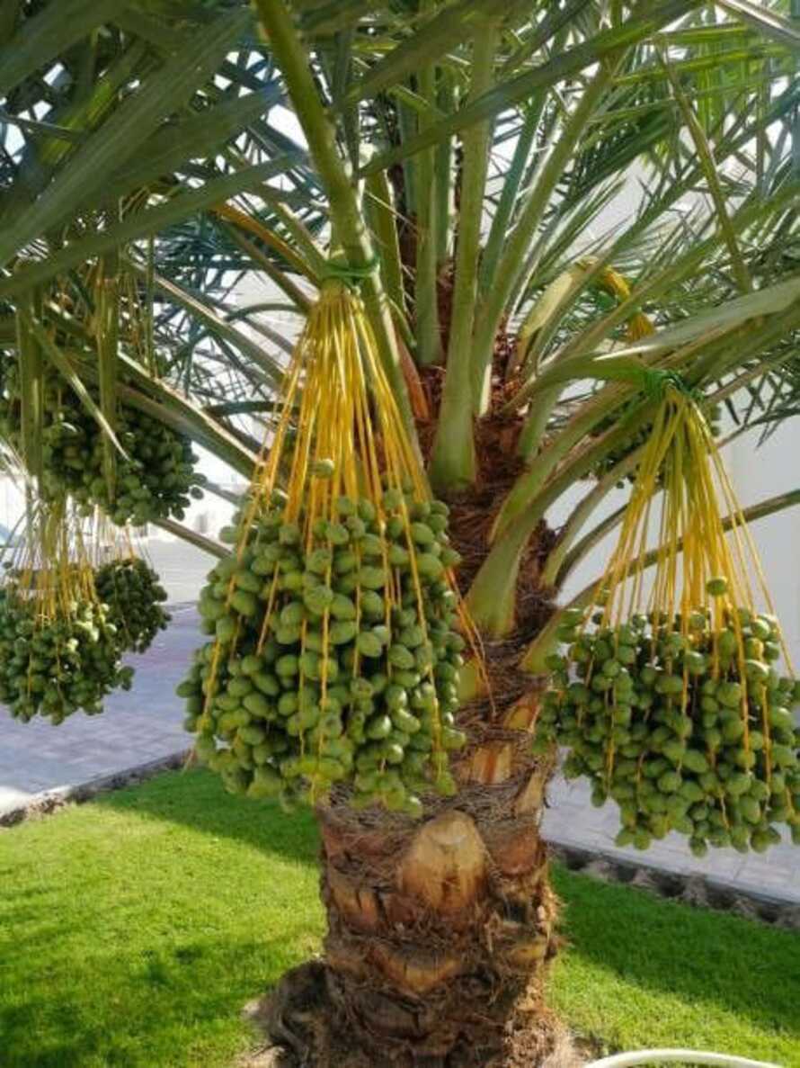 Tanaman kurma.