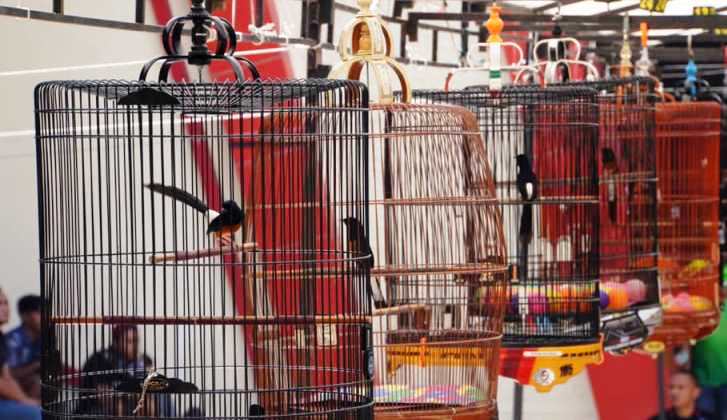 Event Lomba Burung Berkicau Wali Kota Cup II di Medan Nan Bapaneh PDIKM, Ahad (1/12/2024).