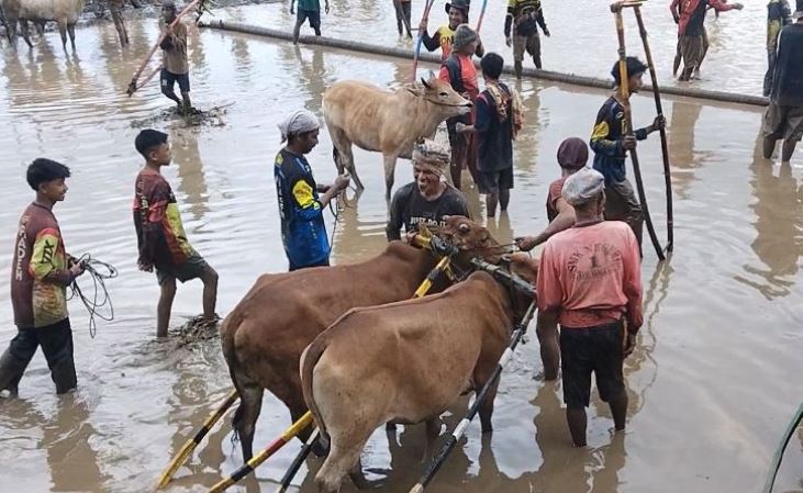 Adek Qudratillah (baju hitam lengan panjang) di tengah sawah bergembira bersama teman-teman joki pacu jawi lainnya. (Foto: Shyntia Aprizani)