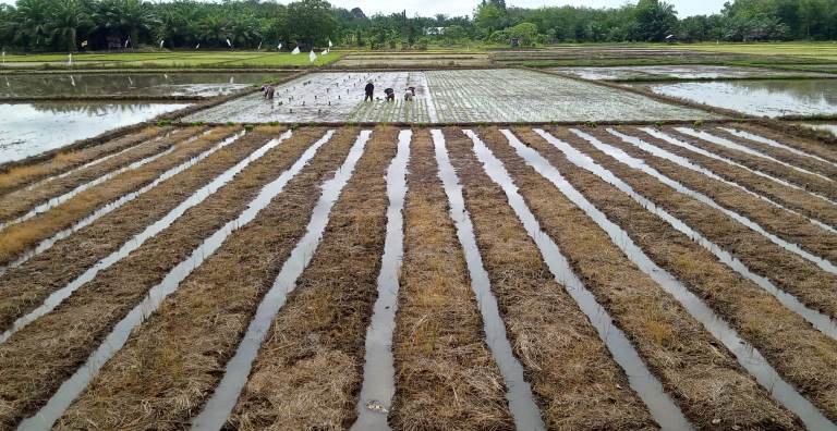 Penampakan langkah ketiga dari cara mengolah sawah bapokok murah yakni membuat banda/parit sawah dengan lebar setara mata cangkul. Jarak antarbanda sebaiknya sekitar 125 cm. (Foto: Suhatril Isra)