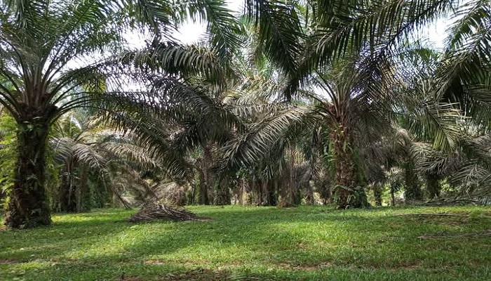 STABIL: Harga TBS kelapa sawit terus menguat sejak lima bulan terakhir dan saat ini bertahan di level Rp 3.300 per kilogram di Sijunjung.(YULICEF ANTHONY/PADEK)