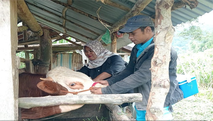 BERJANGKIT: Petugas Distan Agam memeriksa kesehatan hewan ternak sapi masyarakat di kabupaten itu, baru-baru ini.(DISTAN AGAM FOR PADEK)