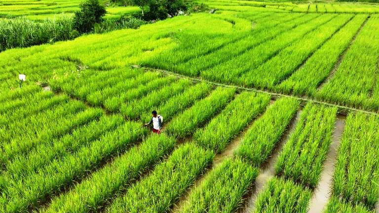 Lahan pertanian di Sumatera Barat. (Dok Padeks)