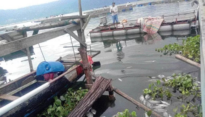 TERULANG LAGI: Bangkai ikan memutih di petak keramba pembudidaya KJA di Danau Maninjau. (DKPP AGAM FOR PADEK)