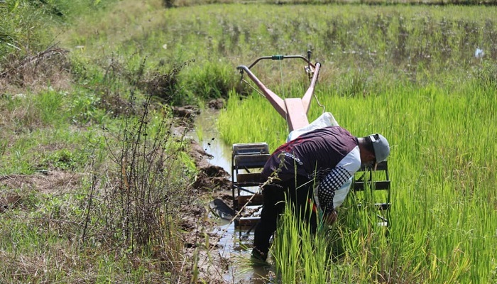 GARAP SAWAH: Seorang petani di Kota Padang membajak sawah, Selasa (21/1).(SHYNTIA/PADEK)