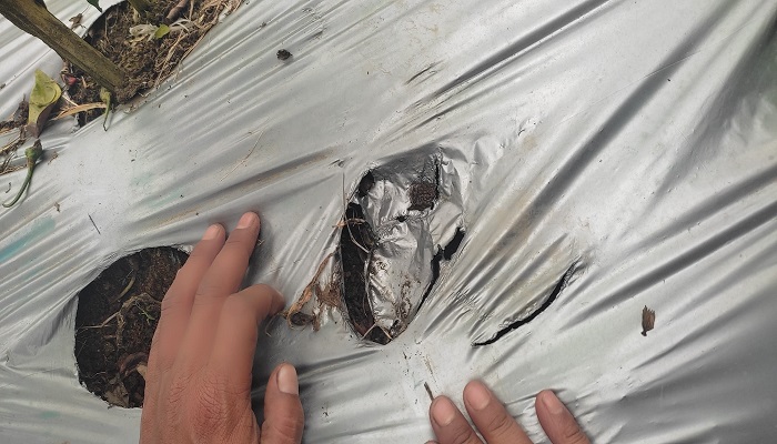 MENGKHAWATIRKAN: Jejak kaki yang diduga milik harimau kembali ditemukan di ladang warga Jorong Puadata, Nagari Kototinggi, Kecamatan Gunungomeh, Kabupaten Limapuluh Kota, Kamis (23/1).(SY RIDWAN/PADEK