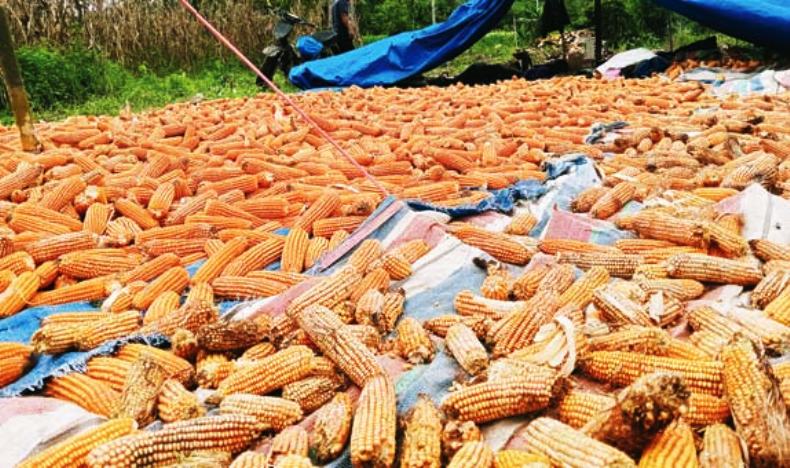 TERANCAM: Tumpukan jagung usai dipanen belum juga kering akibat hujan yang terus mengguyur Kabupaten Solsel.(ARDITONO/PADEK)