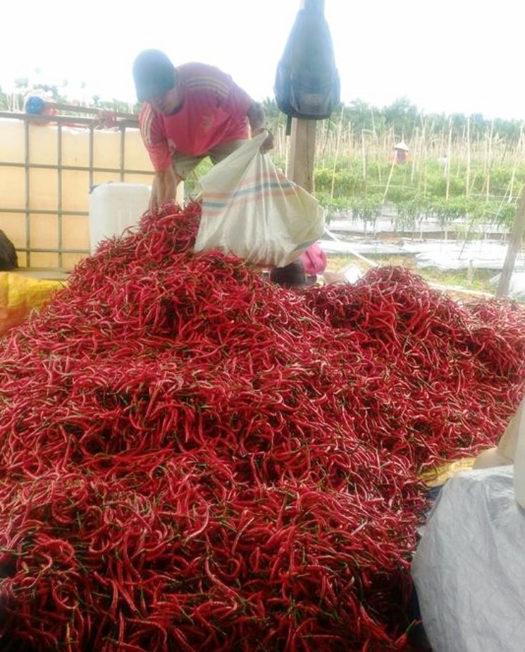BERANGSUR TURUN: Salah seorang petani cabai di Kabupaten Pessel saat panen beberapa waktu lalu.(YONI SYAFRIZAL/PADEK)